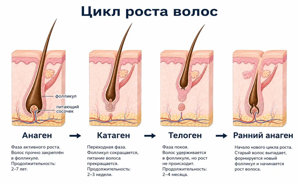 Цикл роста волос: анаген, катаген, телоген и ранний анаген